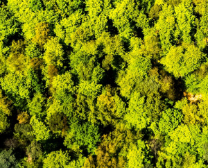 freepik__abstract-vector-image-of-a-green-field